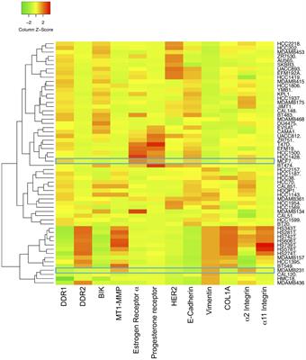 DDR1 and MT1-MMP Expression Levels Are Determinant for Triggering BIK-Mediated Apoptosis by 3D Type I Collagen Matrix in Invasive Basal-Like Breast Carcinoma Cells